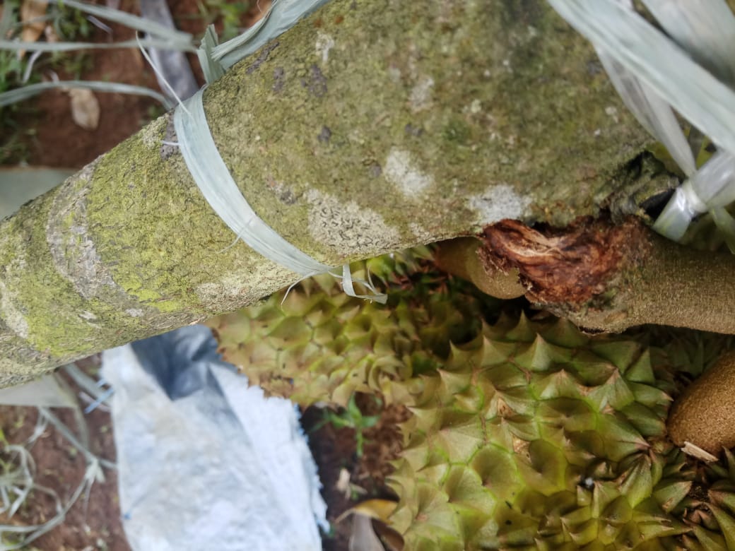 buah durian rontok