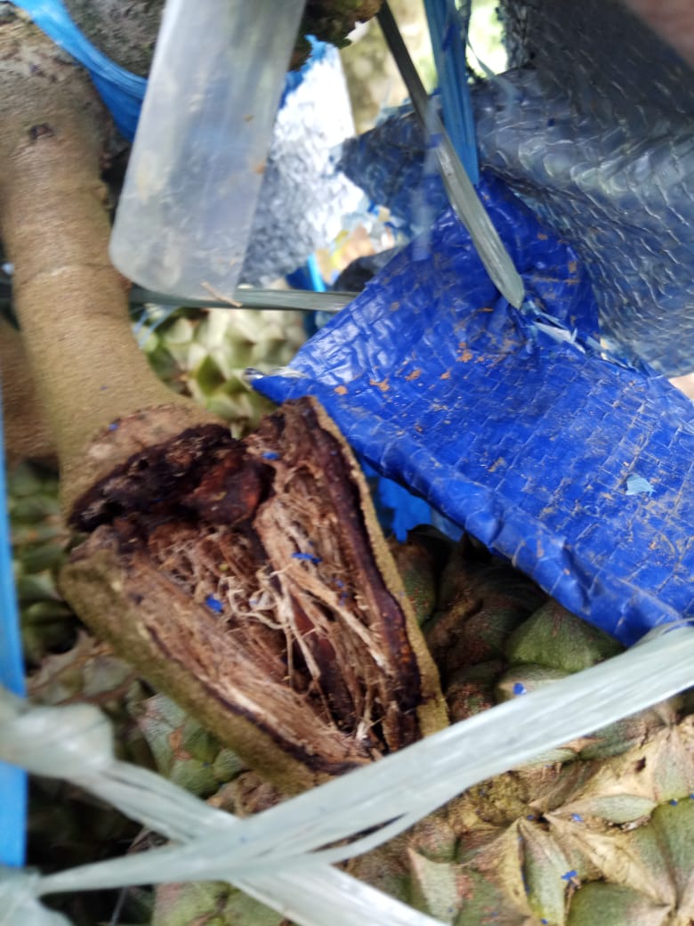 buah durian rontok