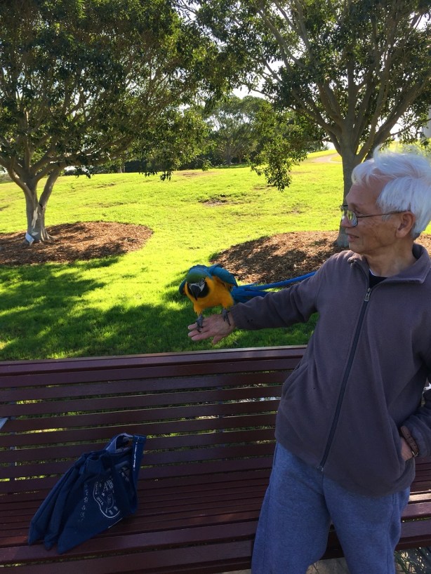 blue and gold macaw Sydney Park