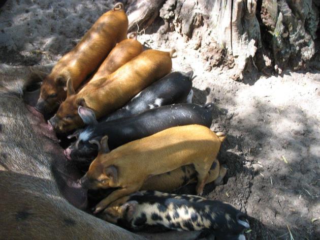 Piglets