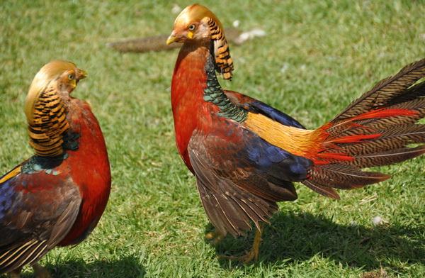 Vexed Phoenix 1 & 2
