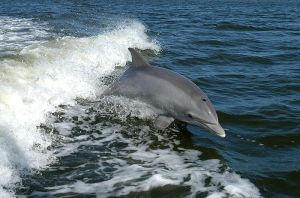 Bottlenose_Dolphin_KSC04pd0178