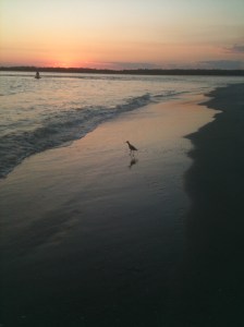 bird alone at sunset