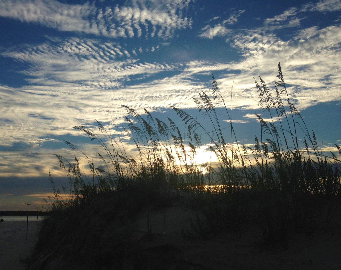 sea oats on sand dune at dusk