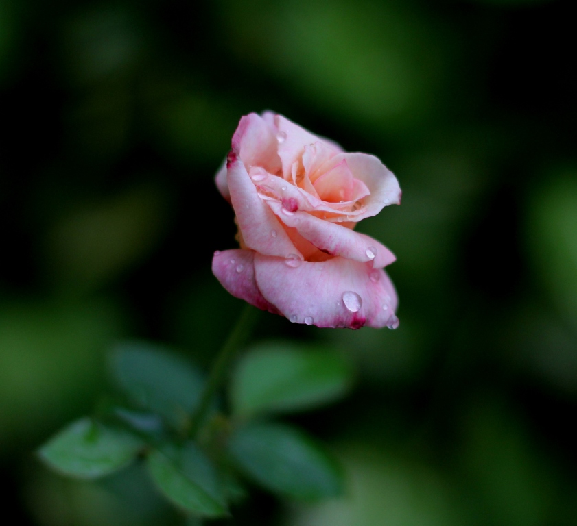 Rose 2