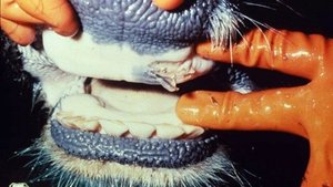 Közös ügyünk a ragadós száj- és körömfájás betegség terjedésének megelőzése