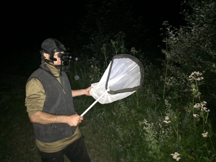 A Swiss scientist uses a net to catch bugs at night. A Swiss scientist uses a net to catch bugs at night.