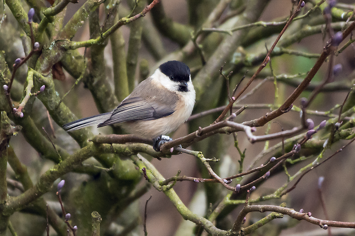Willow Tit8