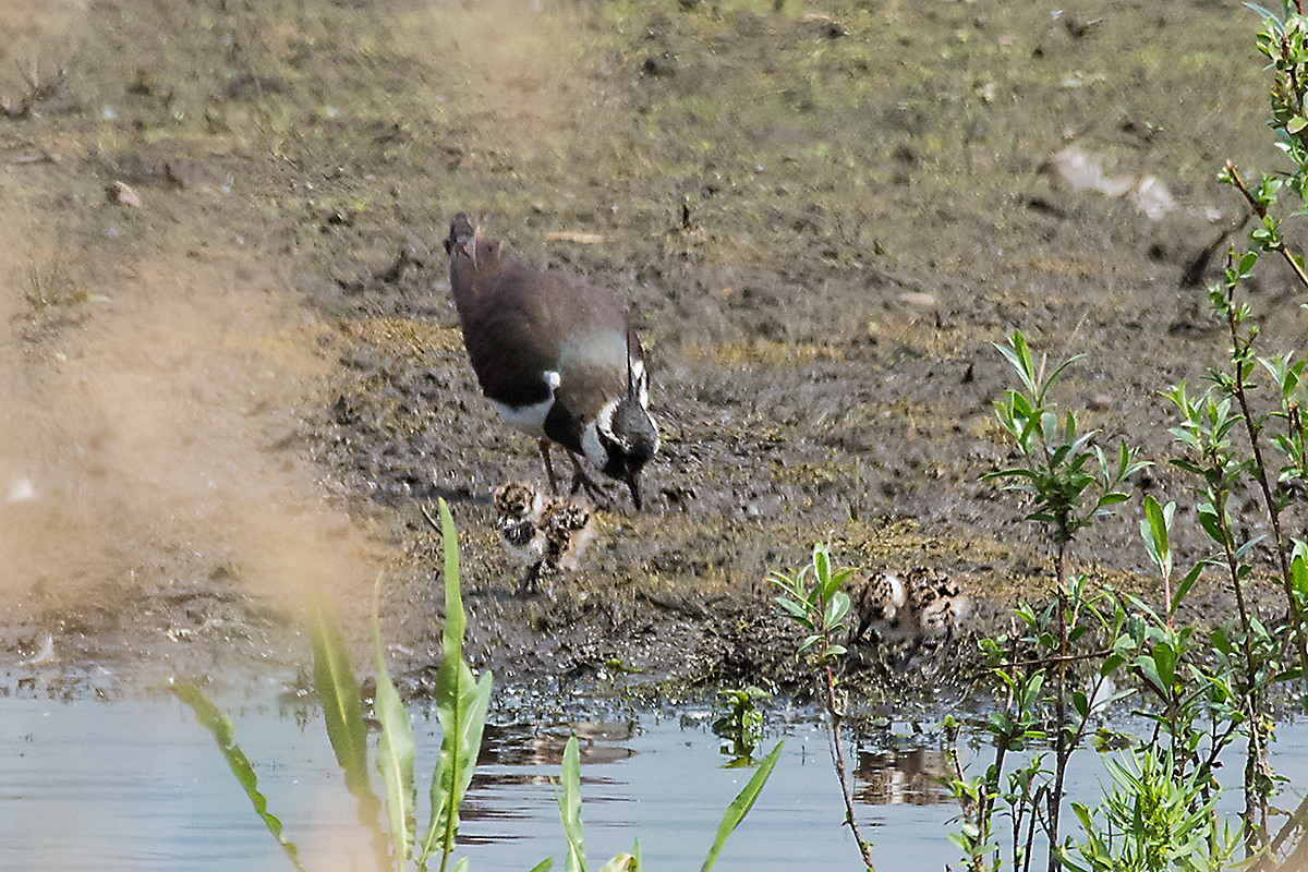 Lapwing5