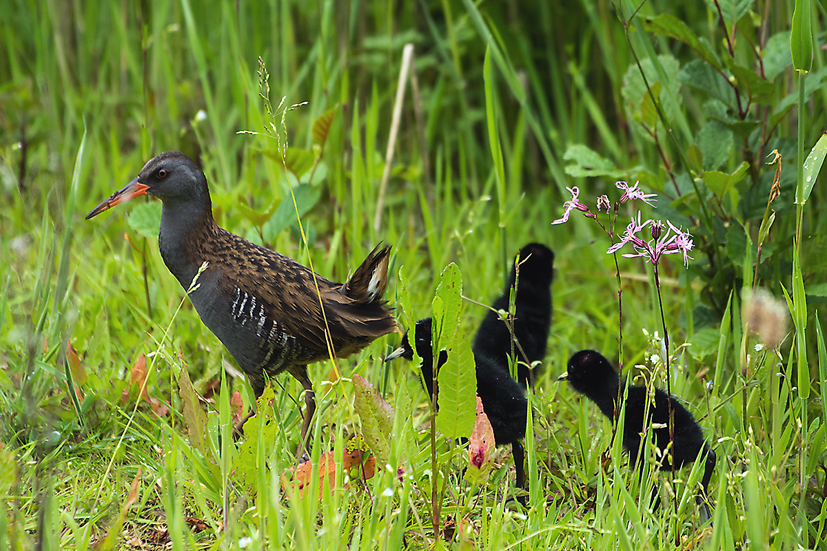 Water Rail3