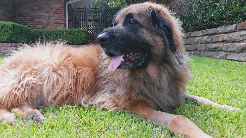 he image shows the Leonberger lying in the green grass. Click on the image to go to the Bookbub location for the book.