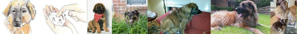 Two illustrations and five Leonberger photos. One illustration depict our Leonberger Bronco with two hamsters in his mouth and the second illustration depict a hamster getting CPR. The photos show our Leonberger Bronco at different stages of his life. The last photo shows our mini-Australian Shepherd Rollo pulling Bronco's tail.