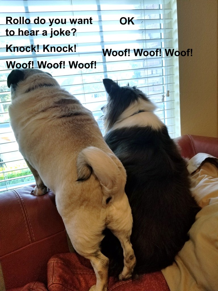 The joke in the photos is : Daisy says, “Rollo do you want to hear a joke”, Rollo says “OK”, Daisy says “knock! knock!”, then they both start barking “Woof! Woof! Woof!”, “Woof! Woof! Woof!”