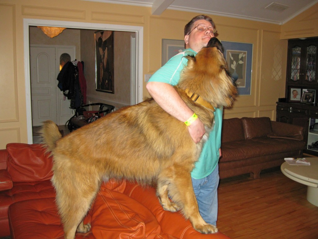 Our Leonberger Bronco is standing on our red sofa. He is giving me a hug.