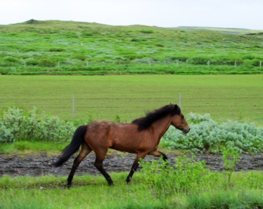 Horse
