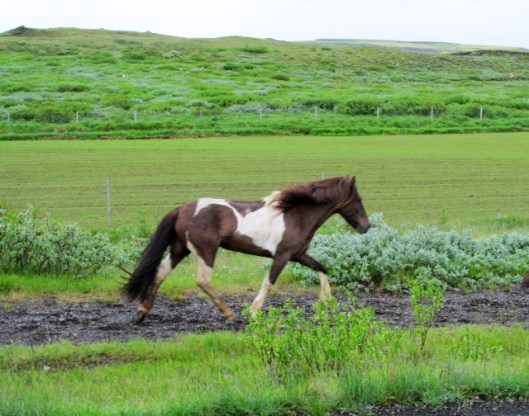 Horse4