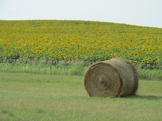 Sunflower field in western North Dakota
