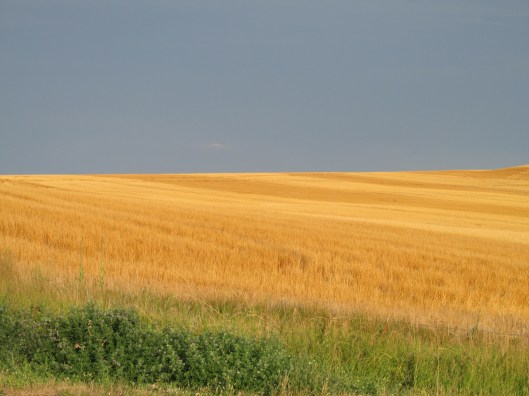 Perhaps my favorite view of the trip: Amber waves of grain in Buffalo Gap National Grasslands, western South Dakota