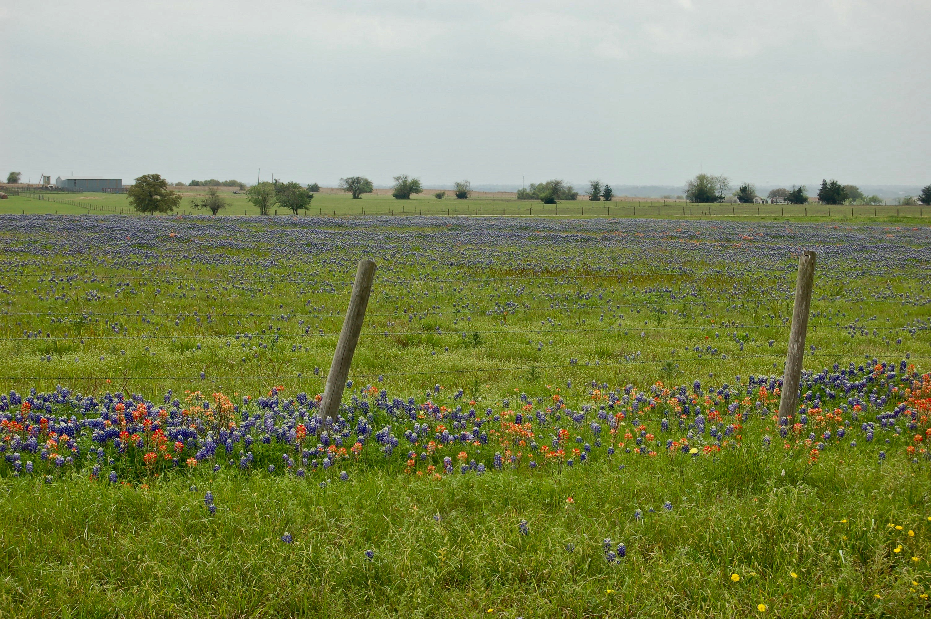 DSC_0723