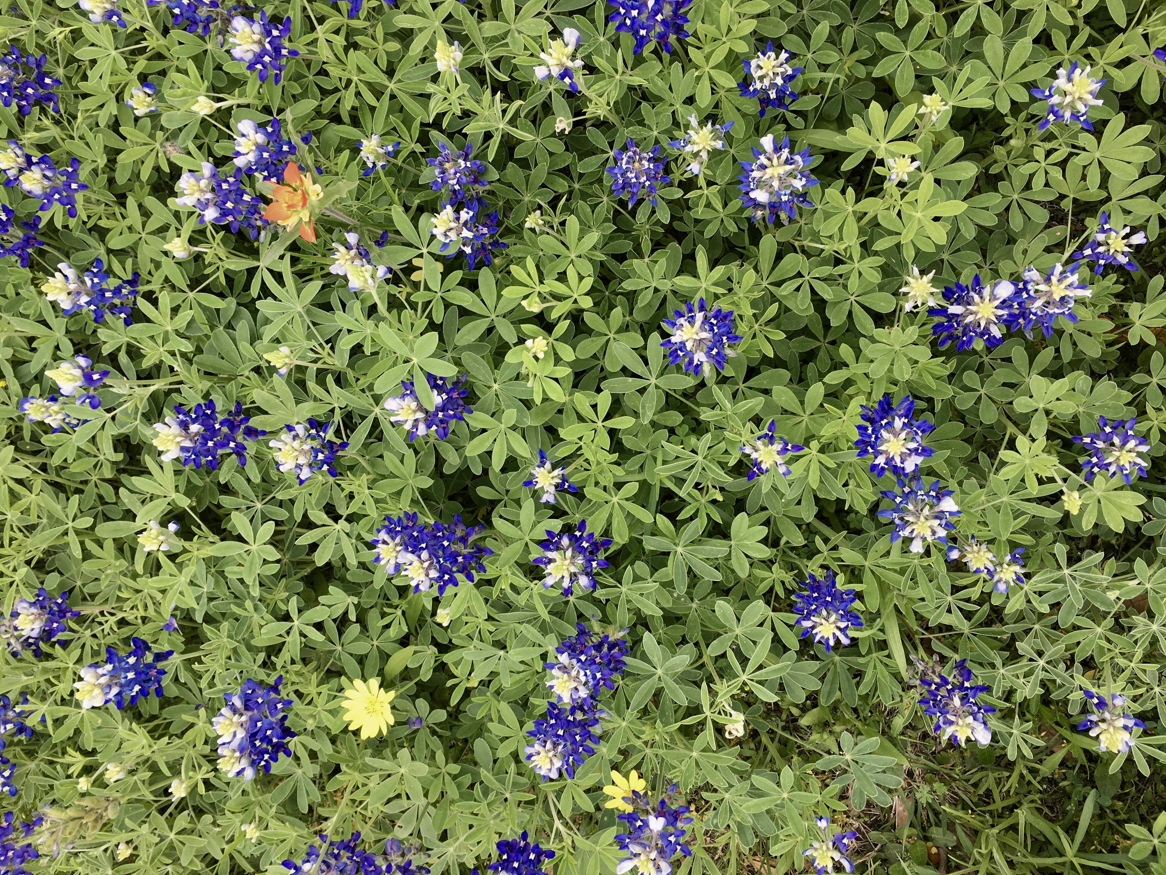 fullsizeoutput_3d88.jpeg