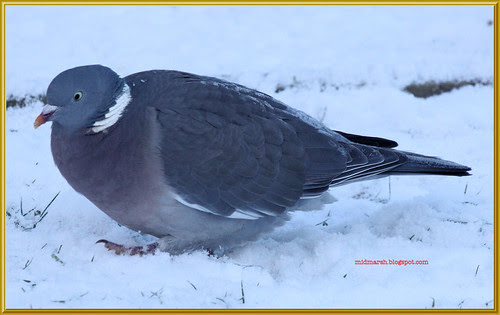 Frosty Wood Pigeon
