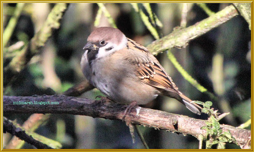 Tree Sparrow 2