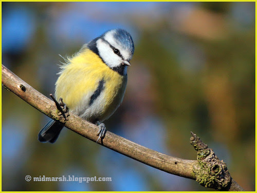 Blue Tit 0467