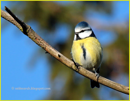 Blue Tit 0472