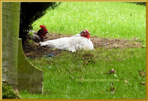 Chickens