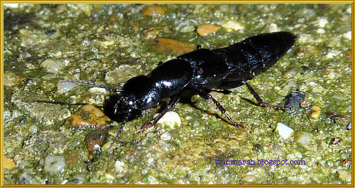 Rove Beetle 2