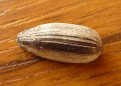 Sunflower Seed