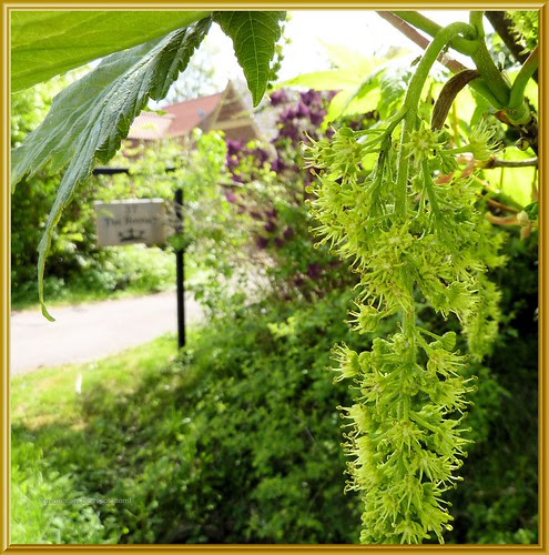 Sycamore Flowers