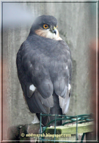 IMG_5068 Sparrow Hawk.jpg