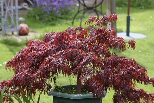 Acer