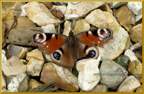 First Flutter