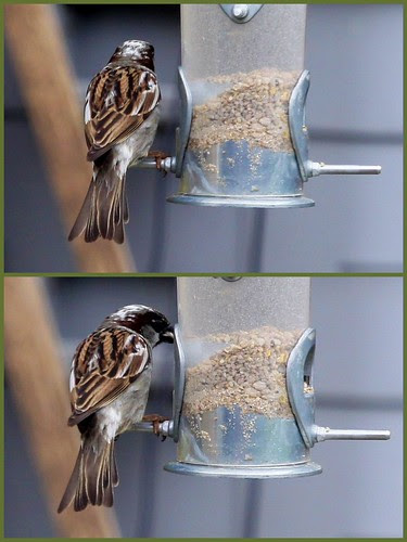 Sparrow