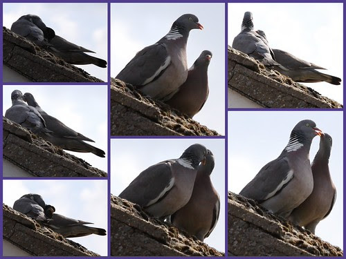 Wood Pigeons