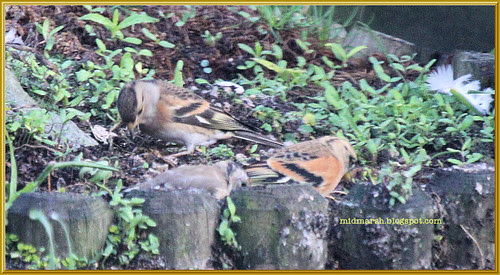 Brambling Pair 2