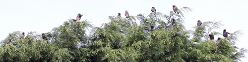 Starlings