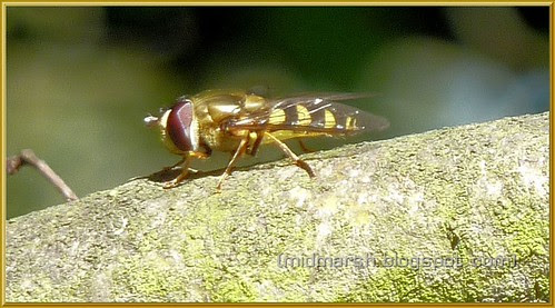 Hoverfly