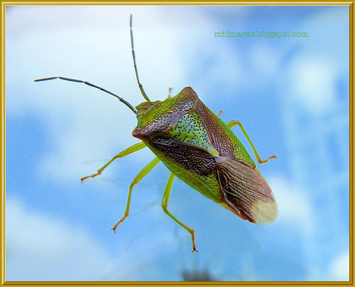 Shield Bug 4