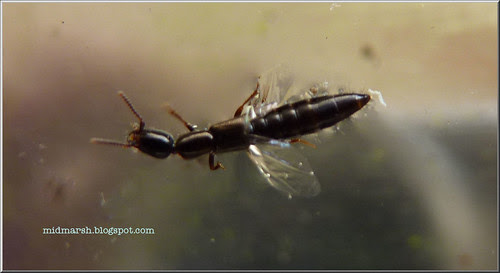 Xantholinus Beetle