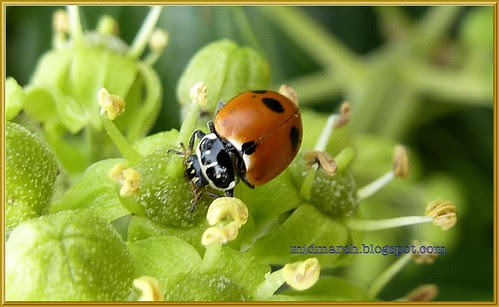 Adonis Ladybird