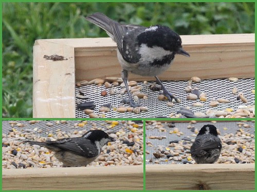 Coal Tit