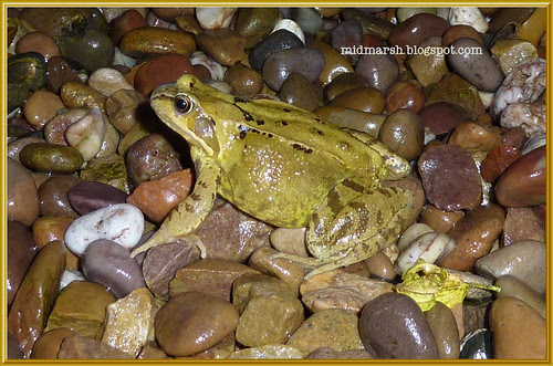 Common Frog