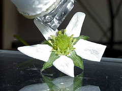 Strawberry Flower