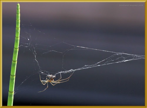 Common Stretch Spider