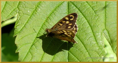 Speckled Wood