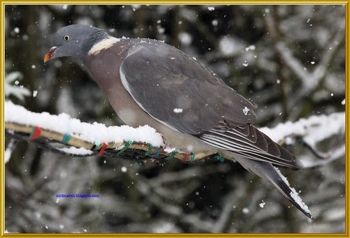 Wood Pigeon in the Snow