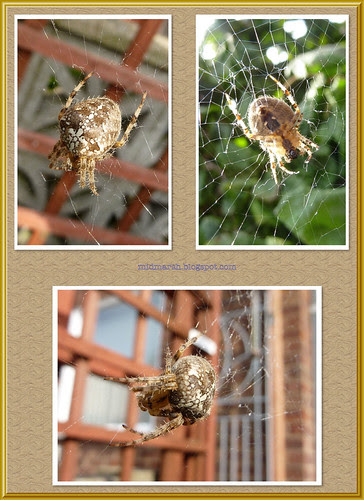 Garden Orb Spider